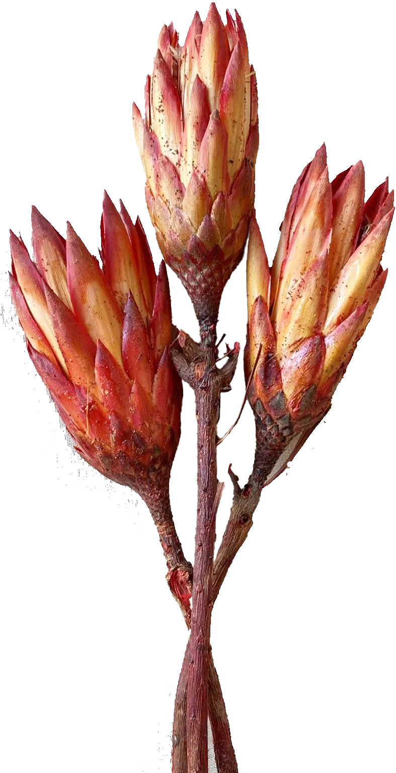 Dried Protea Flowers for Modern Floral Compositions.webp