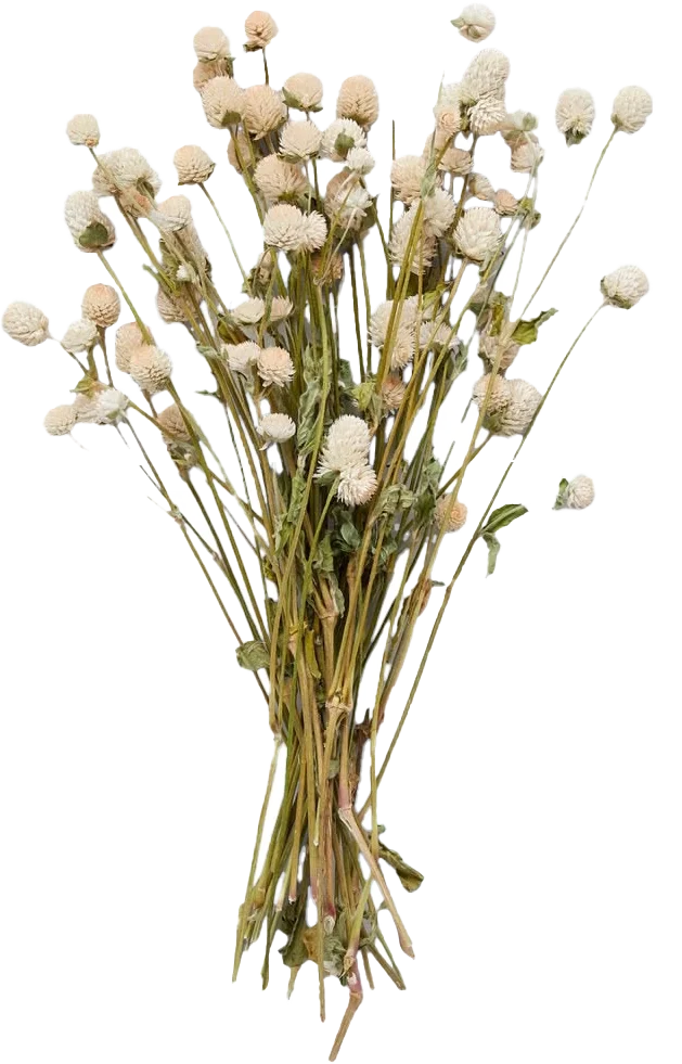 Dried Cream Globe Amaranthus Flower.webp