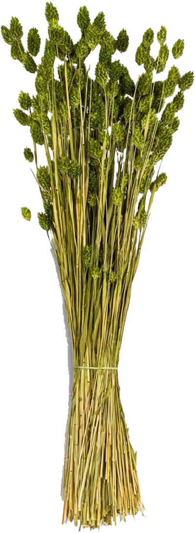 Dried Phalaris Grass in Soft Green.webp