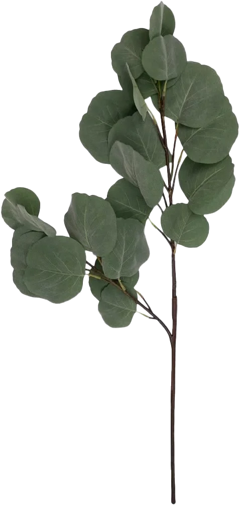 Faux Silver Dollar Eucalyptus Stem.webp