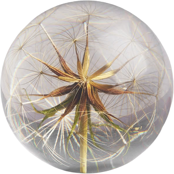 Goatsbeard Botanical Resin Paperweight.png