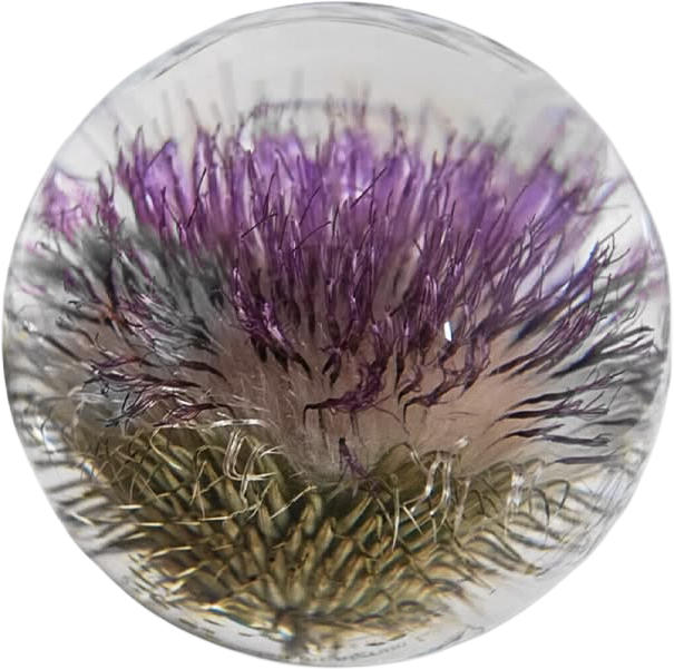 Open Thistle Botanical Resin Paperweight.png
