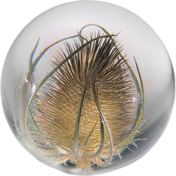 Teasel Botanical Resin Paperweight.png