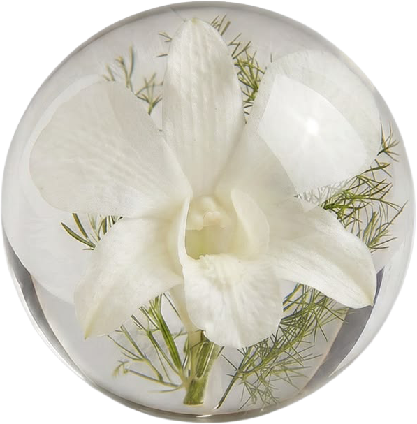 White Orchid Botanical Resin Paperweight.png