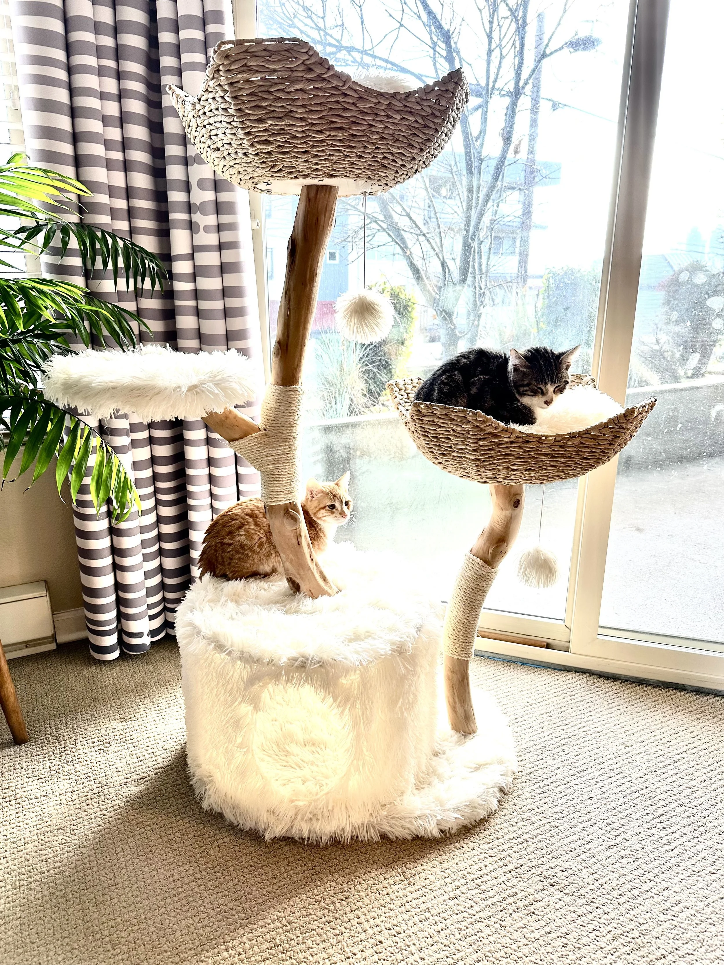 cat tree scratching post The Dakota