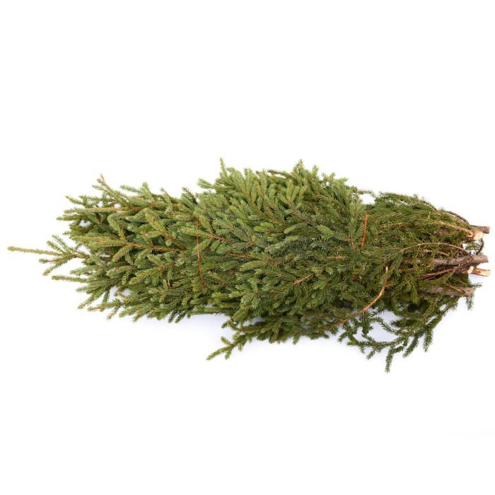 spruce-tip-bundle-st12_-_copy.jpg