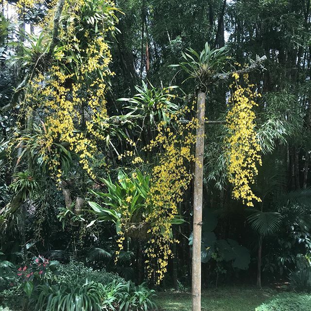 En mi casa el amarillo est&aacute; de moda. Regalo de madres de la madre de todos: la naturaleza!! #mijardin #floresamarillas #orquideas #guayacanes #flordecalabaza #anaisabeldiezartista