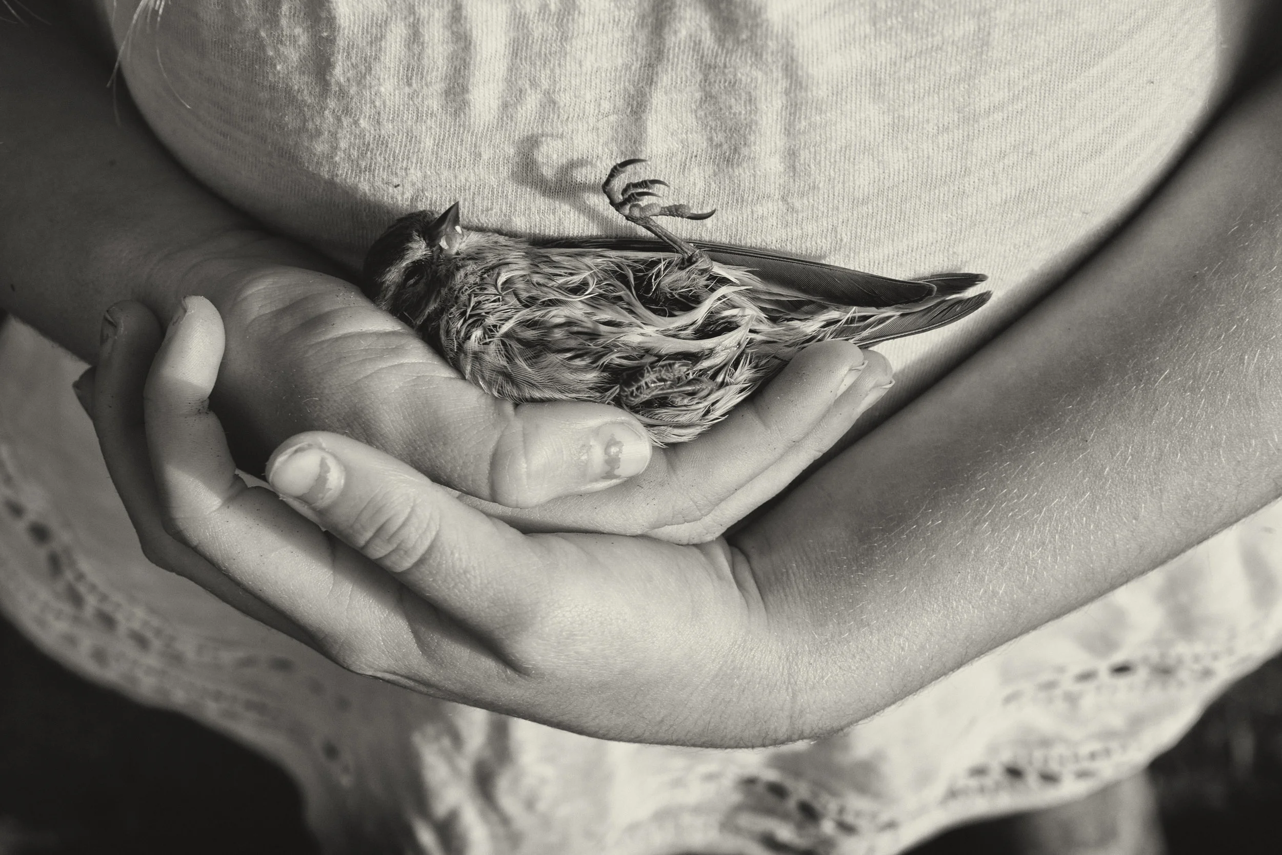 The Dead Warbler