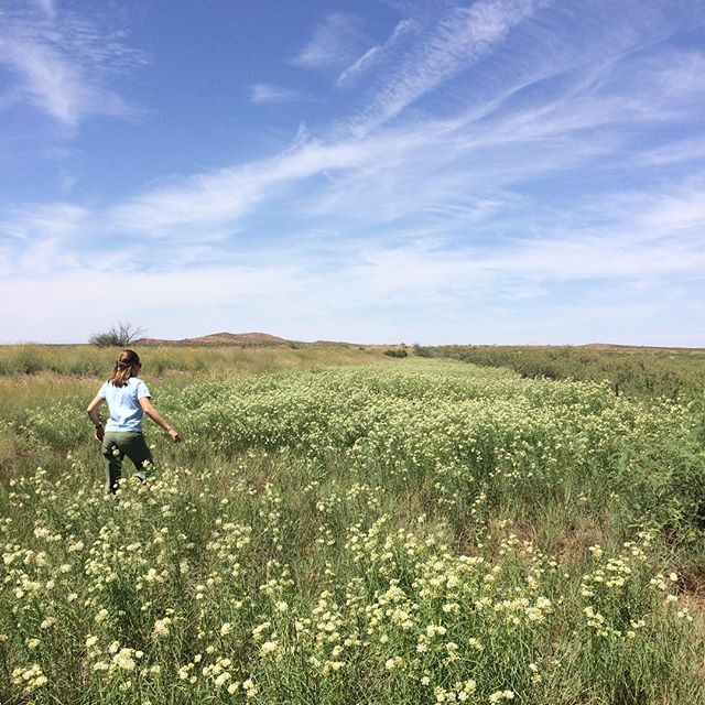 Scouting for milkweed in Lordsburg, NM. We hit the jackpot! .
.
.
.
.
#pollinators #milkweedformonarchs #nativeplants #asclepias #newmexico