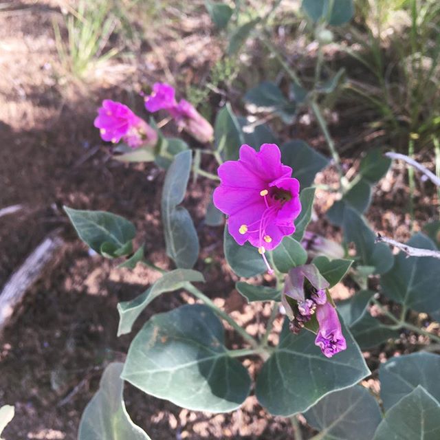 Native Plant Monday: Mirabilis multiflora - the Colorado Four O’Clock Plant - is a showy Wildflower in the Nyctaginaceae family. It is native to the Southwest and grows on sandy hillsides, mesas, and in Piñon-Juniper communities from 2500 to 6500 ft.
.
The four o clock plant usually blooms at night and attracts nocturnal insects as well as pollen collecting bees and hummingbirds at dusk. It has been used by indigenous people for thpusands of years to make tea, dye, poultices, antiseptic, and many other medicines and foods.
.
.
.
.
.
#nativeplanrs #nativeplants #medicinalplants #newmexicoflora #southwestflora #nyctaginaceae #mirabilis #salinaspueblomissions #seedcollection #nationalparks