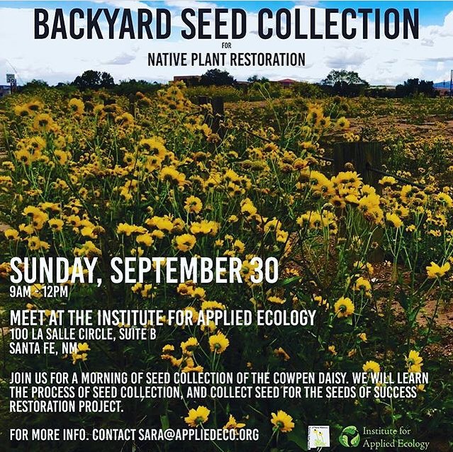 Please join us next Sunday, September 30th, at our office in Santa Fe for a day of seed collection!
.
We are partnering with the New Mexico Native Plant Society to collect cowpen daisy - Verbesinia enceloides - for restoration projects with the Southwest Seed Partnership and seed banking with the National Seeds of Success project.
.
We will cover seed collection techniques, seed processing, and how we will use the seed for restoration projects.
.
We hope to see you there!
.
Please email victoria@appliedeco.org if you have any questions.