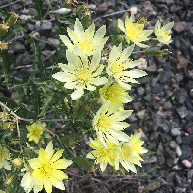 Mendzelia multiflora - Adonis blazing star - is a showy wildflower in the Loaseae family.
.
Mendzelia is also called stickleaf because it’s leave are rough and sticky - if you walk through an area with Mendzelia, you may notice that you’ve taken some with you!
.
Mendzelia has a long history of use by the indigenous peoples of the Southwest, including as a diuretic, a laxative, a pain reliever, and a treatment for tuberculosis.
.
.
.
.
.
#nativeplants #nativeplants #medicinalplants #newmexicoflora #southwestflora #loasaceae #mendzelia #salinaspueblomissions #seedcollection #nationalparks