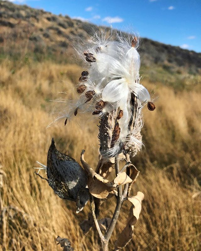 Asclepias speciosa, the showy milkweed, is native to most of Western North America. Showy milkweed provides nectar to butterflies and honeybees and is a host plant for monarch butterflies.
.
It has many medicinal uses and Asclepias is named after Asklepios, the Greek god of healing.
.
Photo credit to @mountain_cranberry .
.
.
.
.
#milkweed #asclepiasspeciosa #asclepias #milkweedformonarchs #milkweedpods #nativeplants #nativeplants #seedcollector #seedcollecting #nationalwildliferefuge #southwest #newmexic