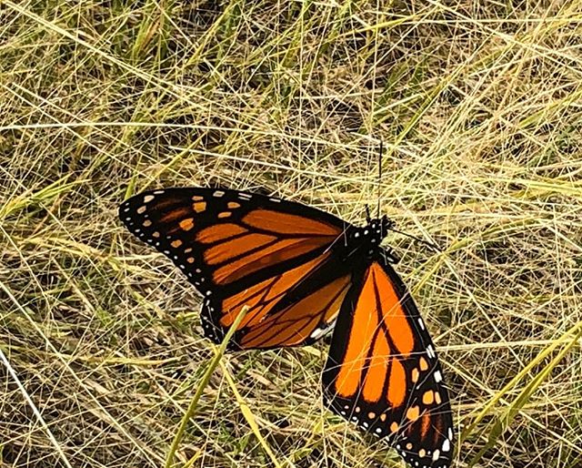 Milkweeds best friend, the monarch.
.
Photo by @mountain_cranberry .
.
.
.
.
.
#milkweed #asclepias #milkweedformonarchs #nativeplants #nativeplants #seedcollector #seedcollecting #nationalwildliferefuge #southwest #newmexico #monarchbutterfly #monarch #butterfly #nativebutterfly