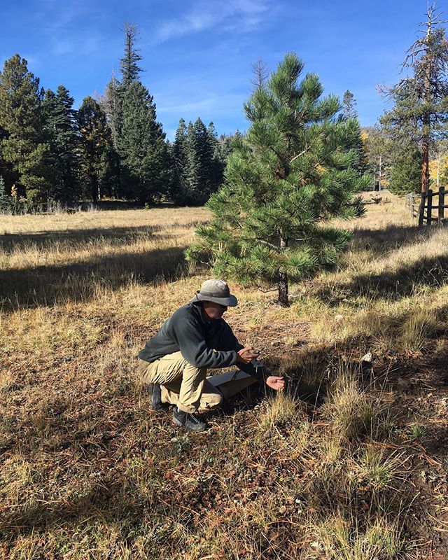 Volunteer Jim Norton helping collect Mountain Muhly (Muhlenbergia montana) at Bandelier National Monument.
.
.
.
.
.
#volunteer #volunteering #plantid #plantidentification #newmexico #newmexiconativeplants #nativeplants #nativeplant #mountainmuhly #muhlenbergia #poaceae #botany #bandelier #bandeliernationalmonument #nationalmonument #nationalpark #nps