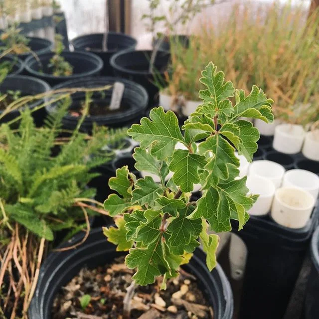 Three-leaf sumac (Rhus trilobata) growing in the greenhouse at Capulin Volcano National Monument.
.
.
.
.
#rhus #rhustrilobata #sumac #skunkbusb #sourberry #greenhouse #propogation #botany #conservation #restoration #nativeplants #nativeplant #nps #capulin #capulinvolcano
