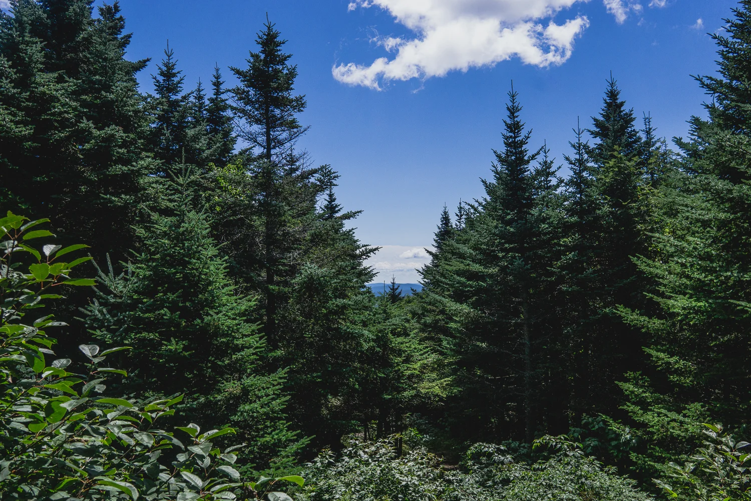 VERMONT EVERGREENS.jpg
