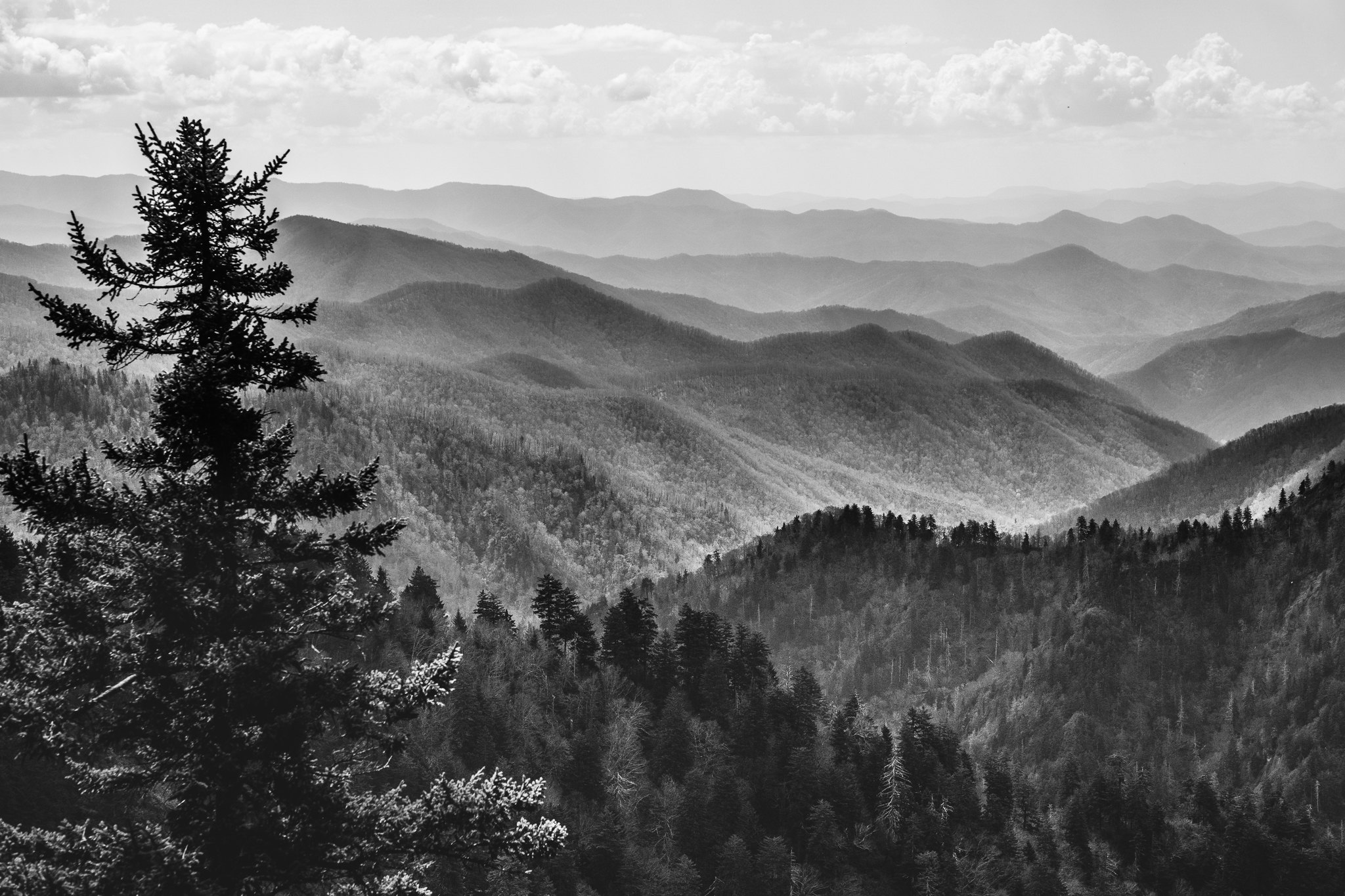 GSMNP LANDSCAPE. WEB B-W.jpg