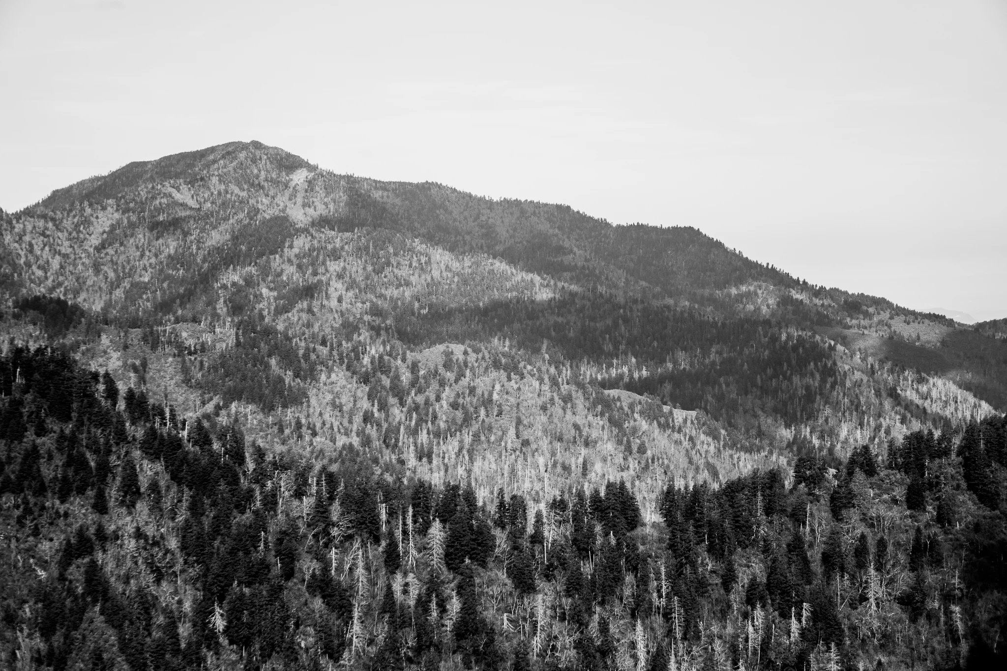 GSMNP BLACK AND WHITE LANDSCAPE 2.jpg