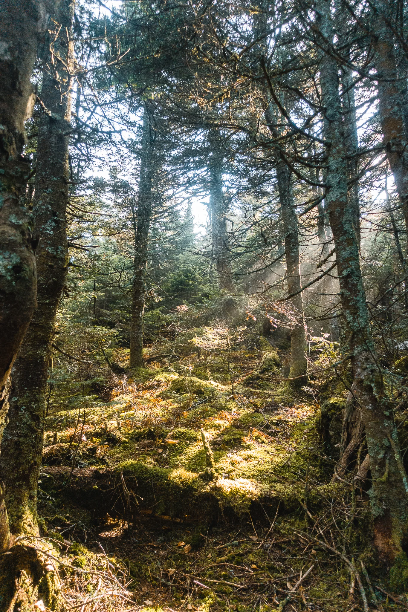 The Long Trail Gallery-39.jpg