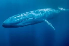 Balaenoptera musculus