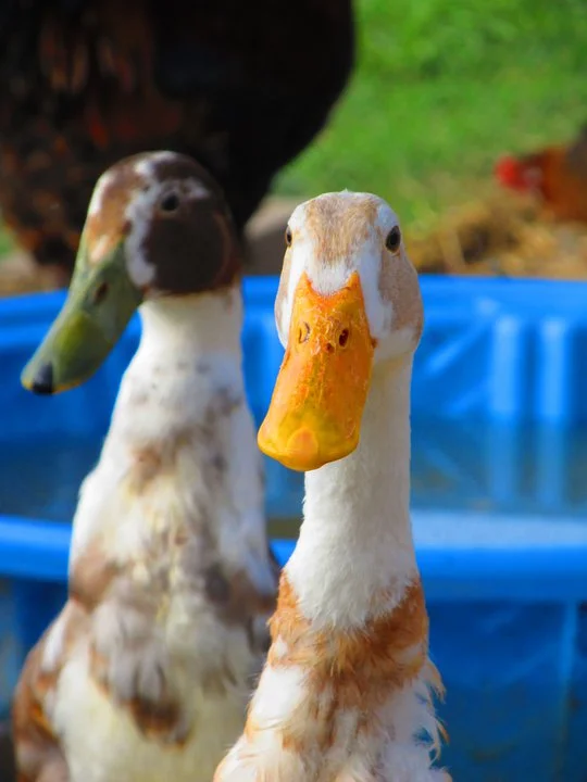 ducks in row - stockton, california