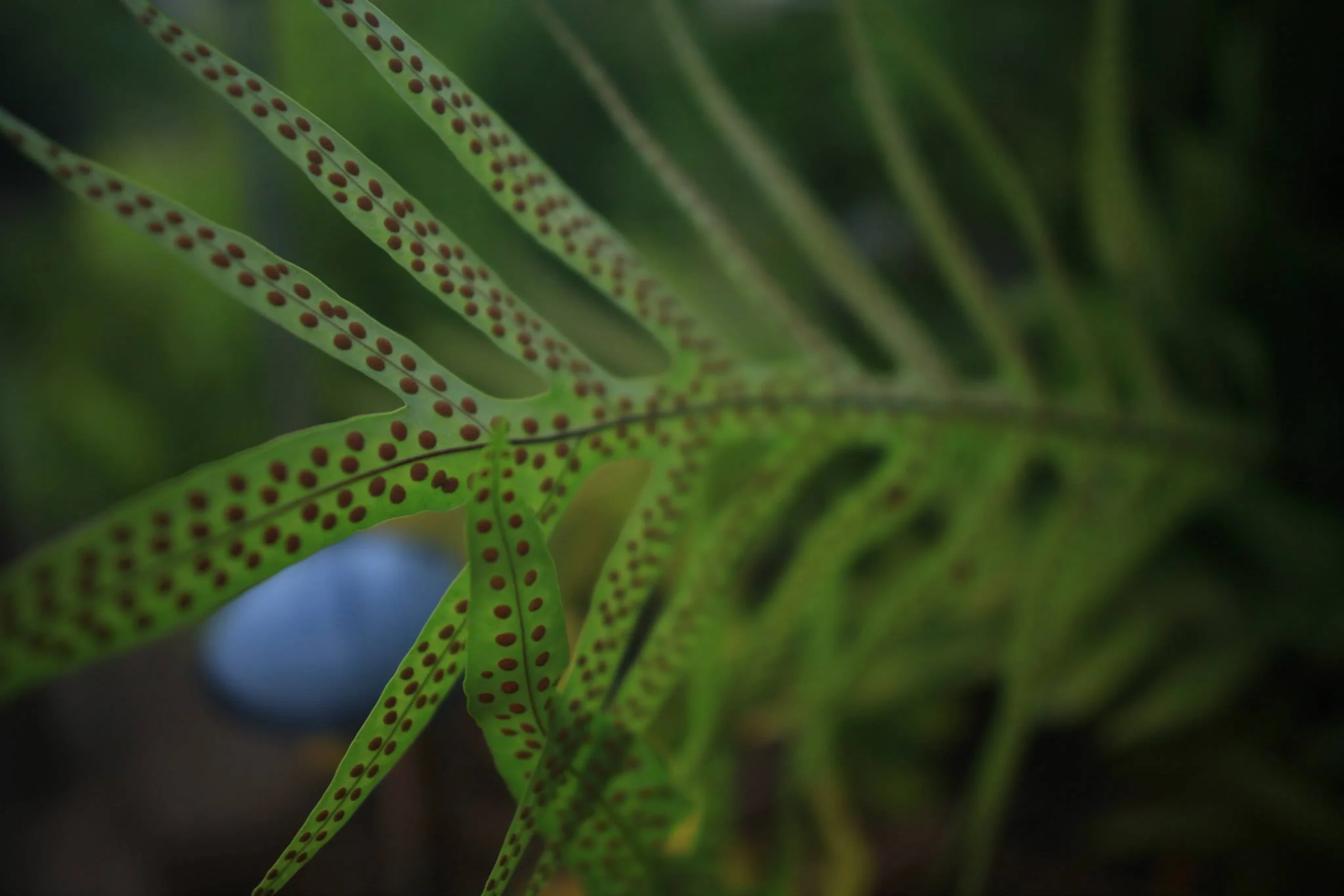dots - hawaii