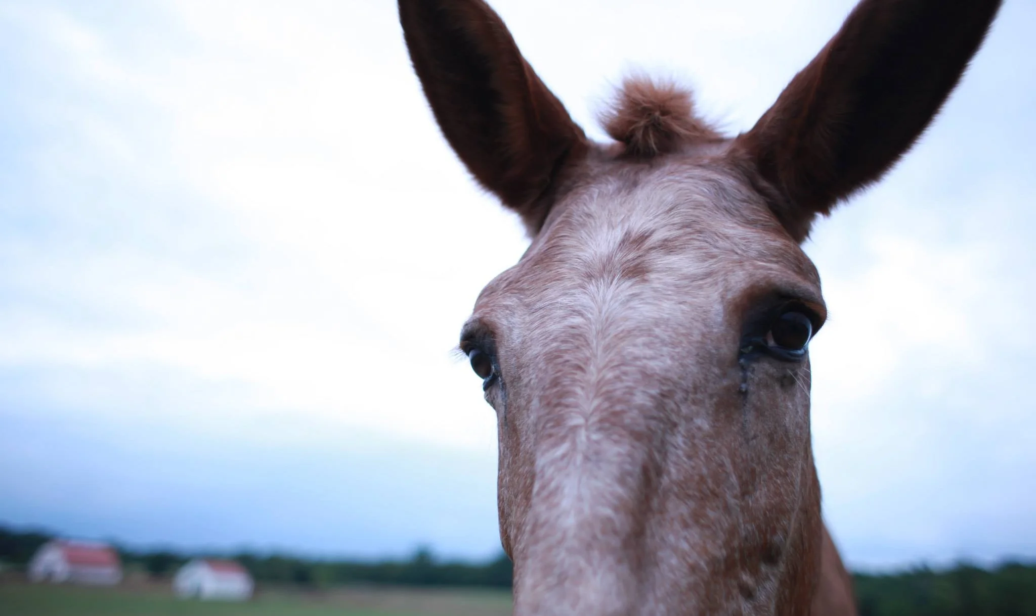 ears - poolesville, maryland