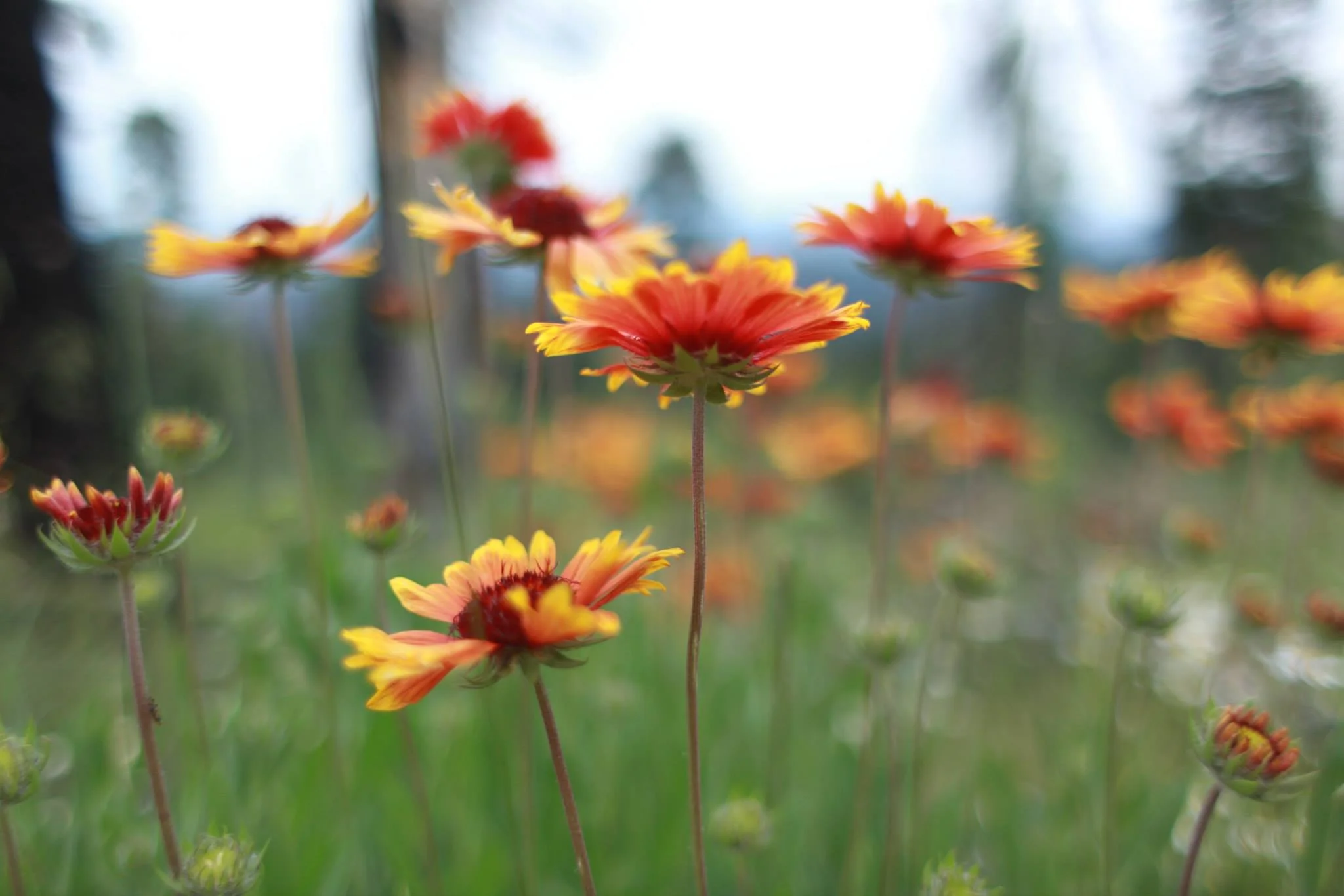 bloomed - southern utah