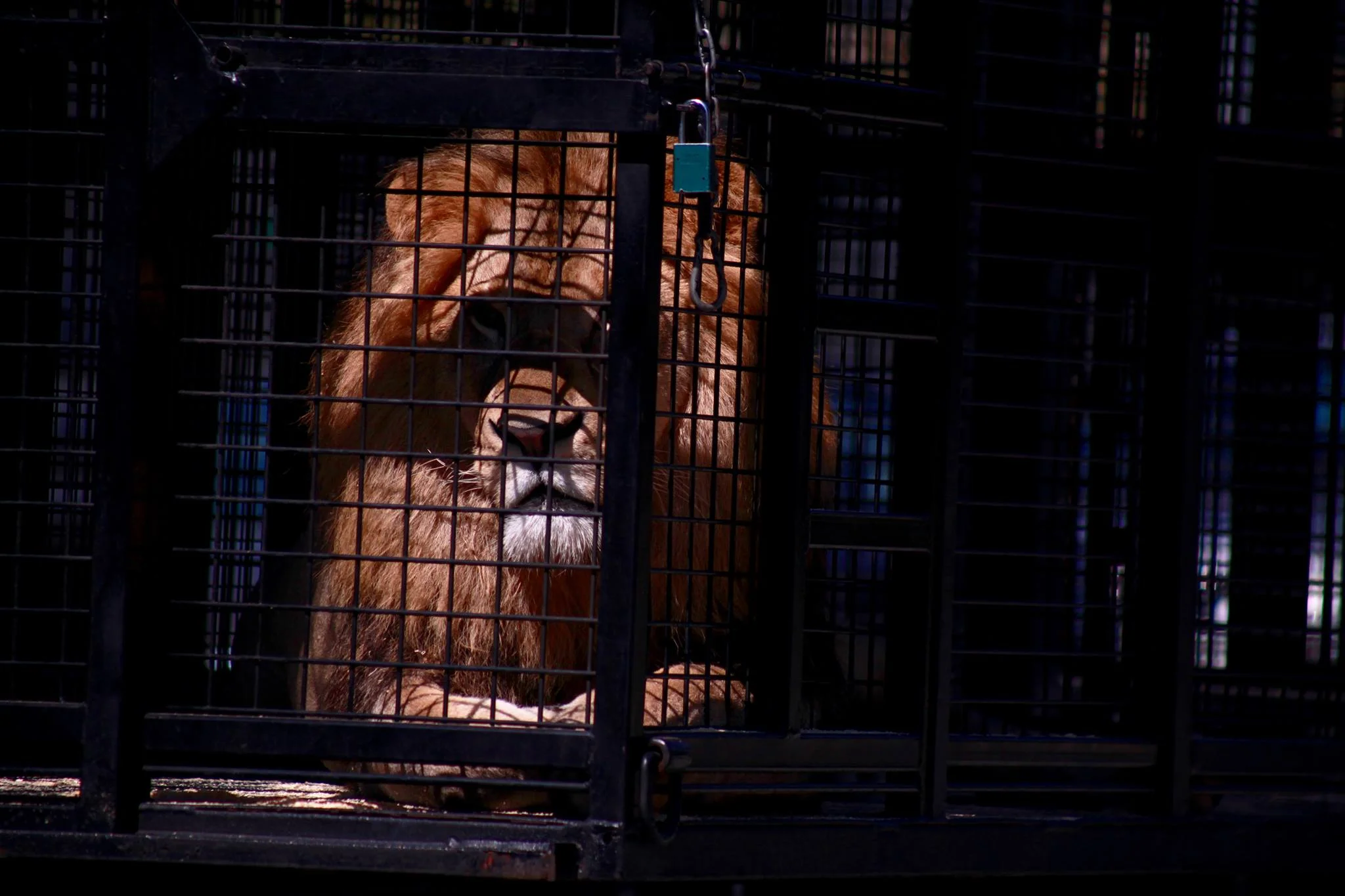 pride - ringling brothers circus -san jose, california