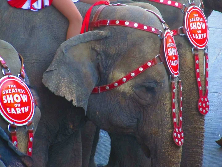 slave - ringling brothers circus - oakland, california