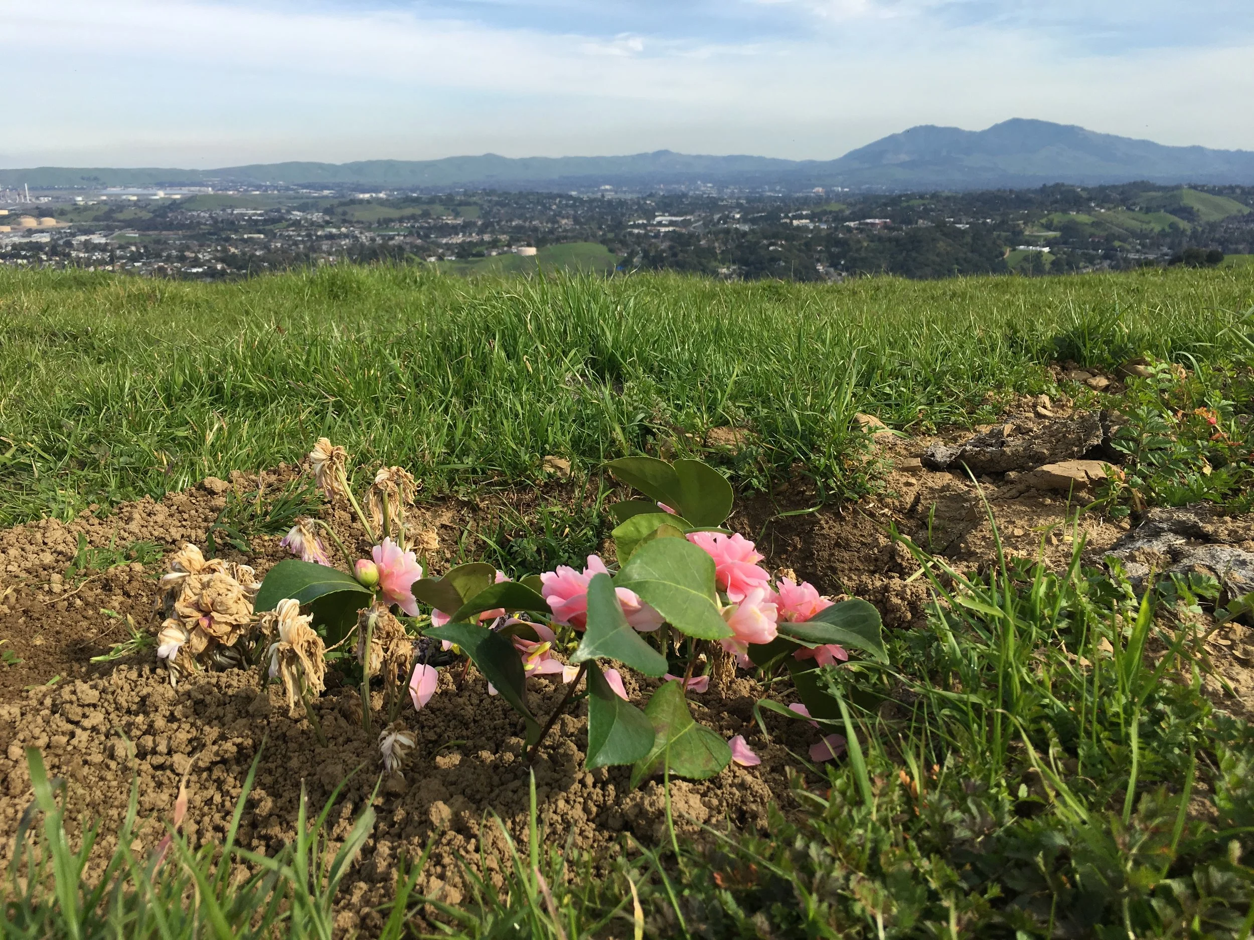 gravesites - 03.03.17