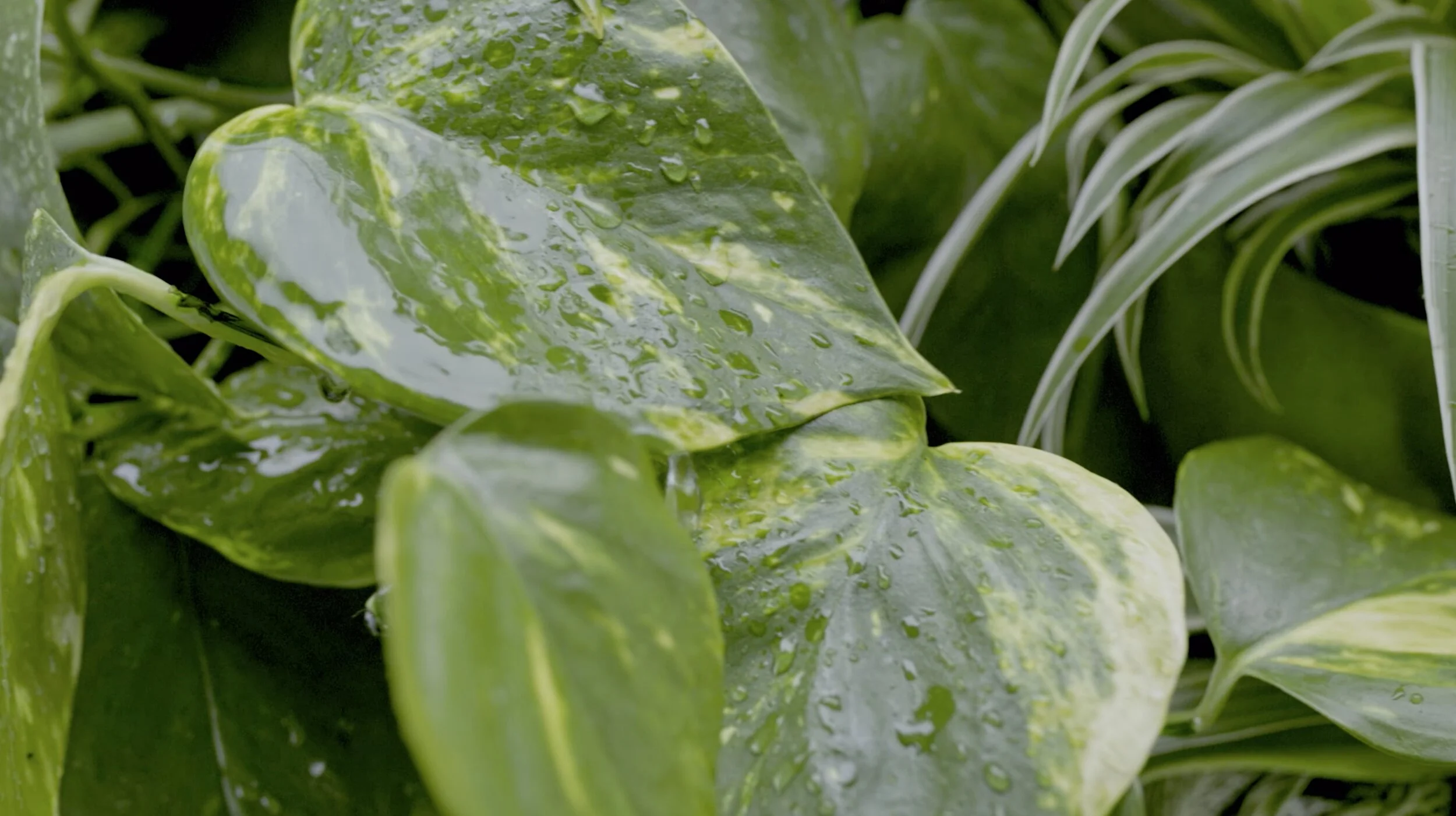 SHAKLEE - Make Healthy Happen