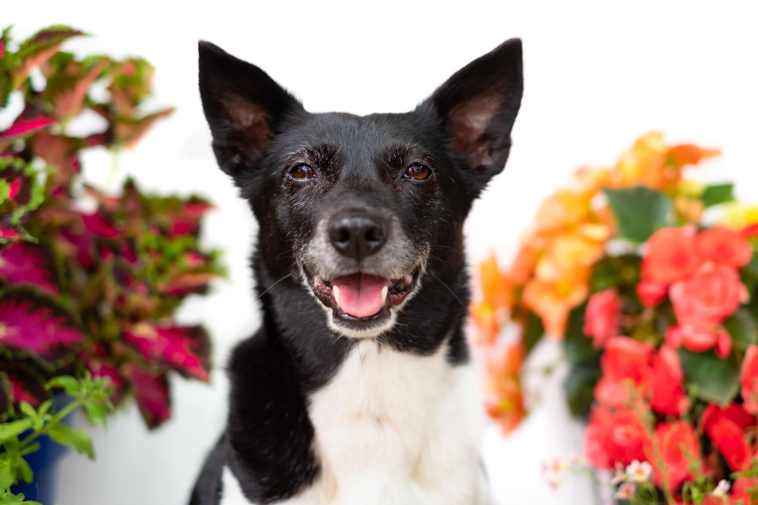 A black and white dog with large ears and a happy expression, surrounded by colorful flowers.