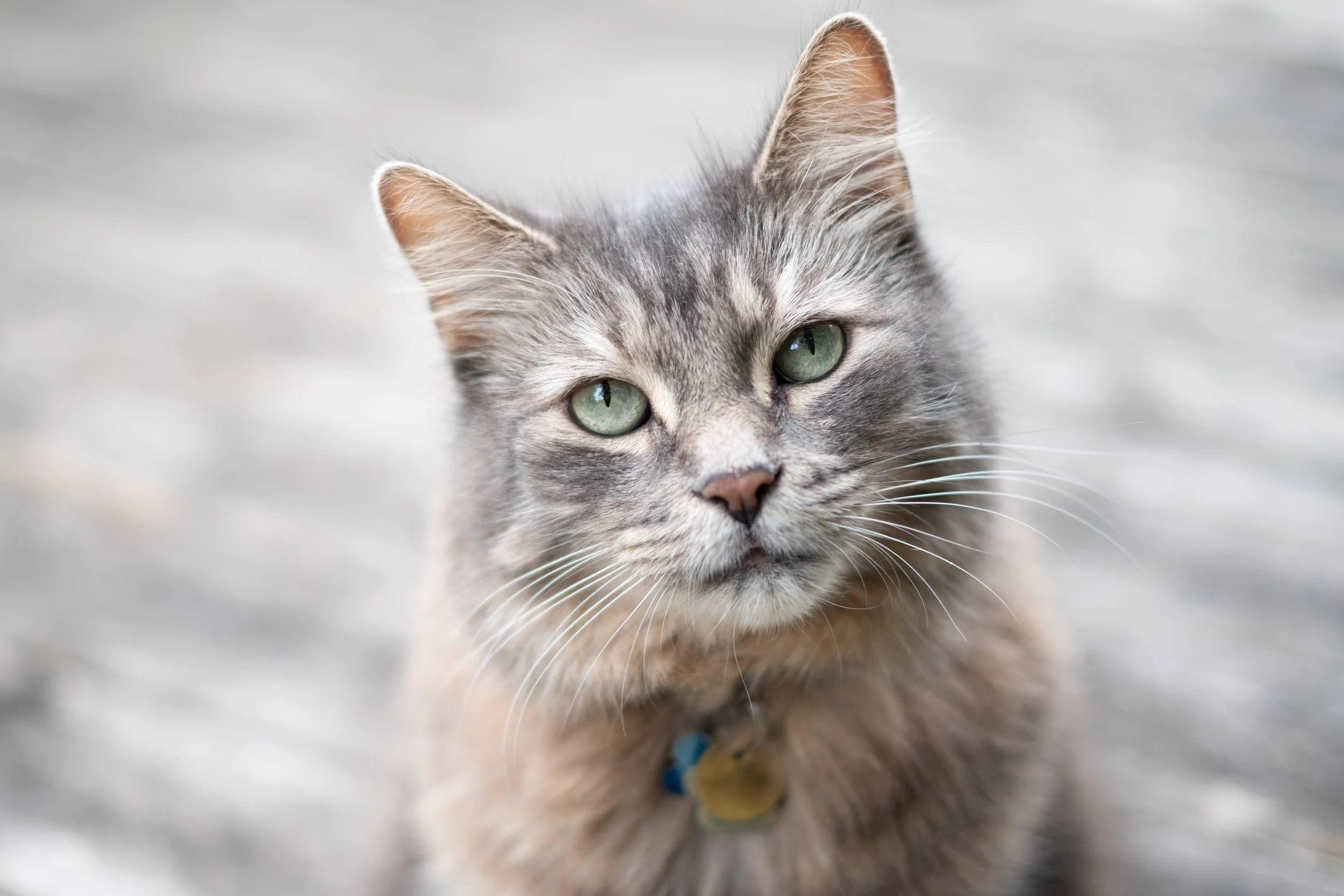 Close-up of a gray tabby cat with green eyes and a collar with a tag, looking into the camera.