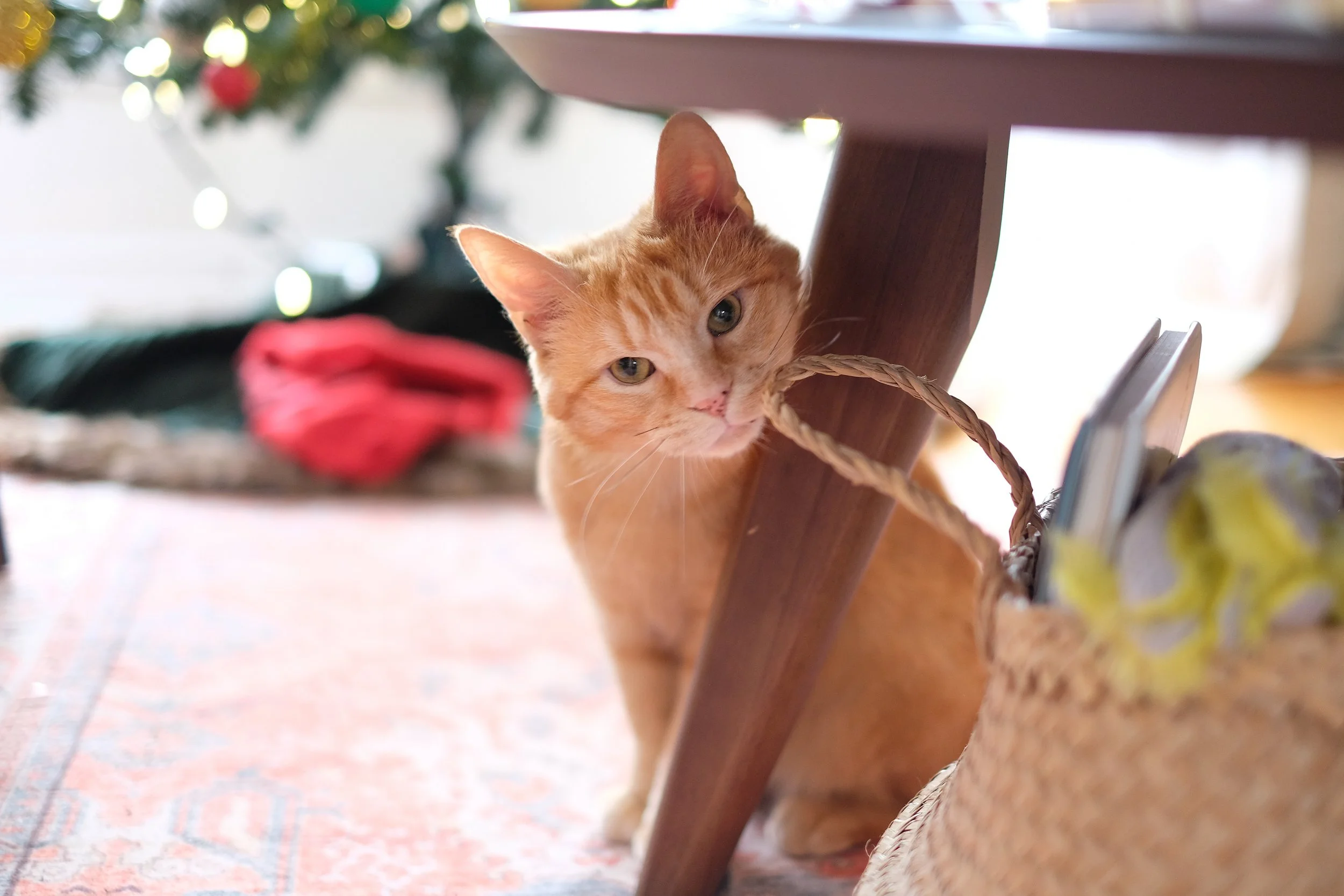 An orange tabby cat peeking out from behind a wooden table leg, holding a braided rope in its mouth, with a Christmas tree and a red blanket in the background.