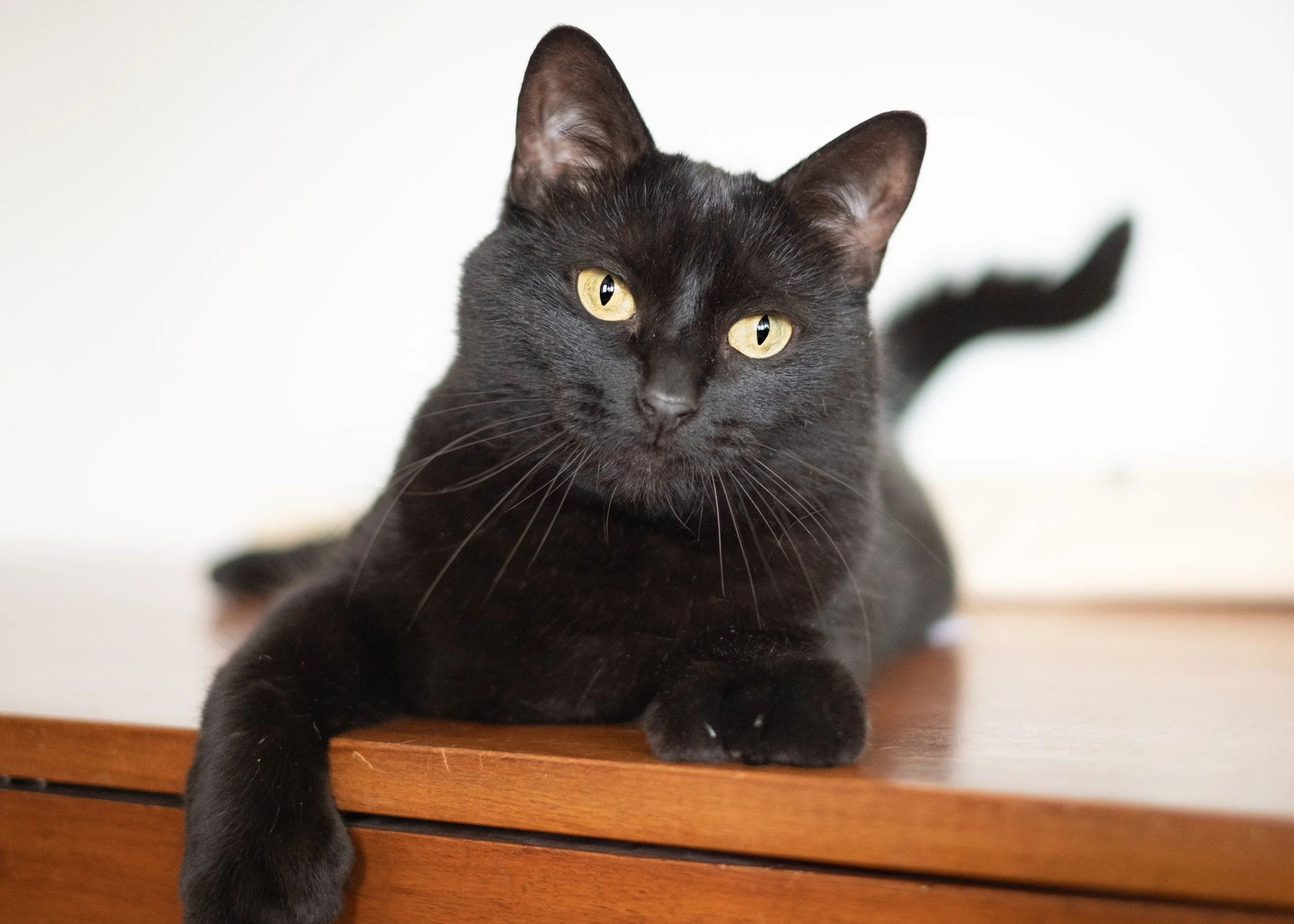 A black cat with yellow eyes lying on a wooden surface with a white background.