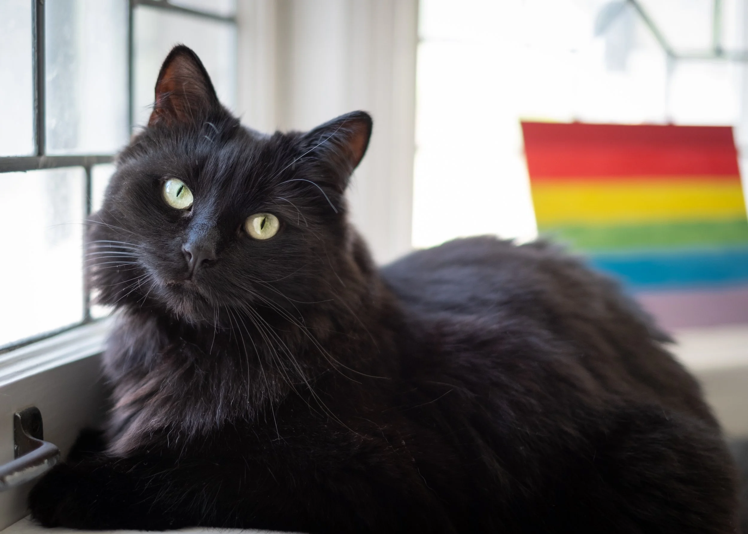 A black cat with green eyes lying on a windowsill, with a rainbow flag in the background.