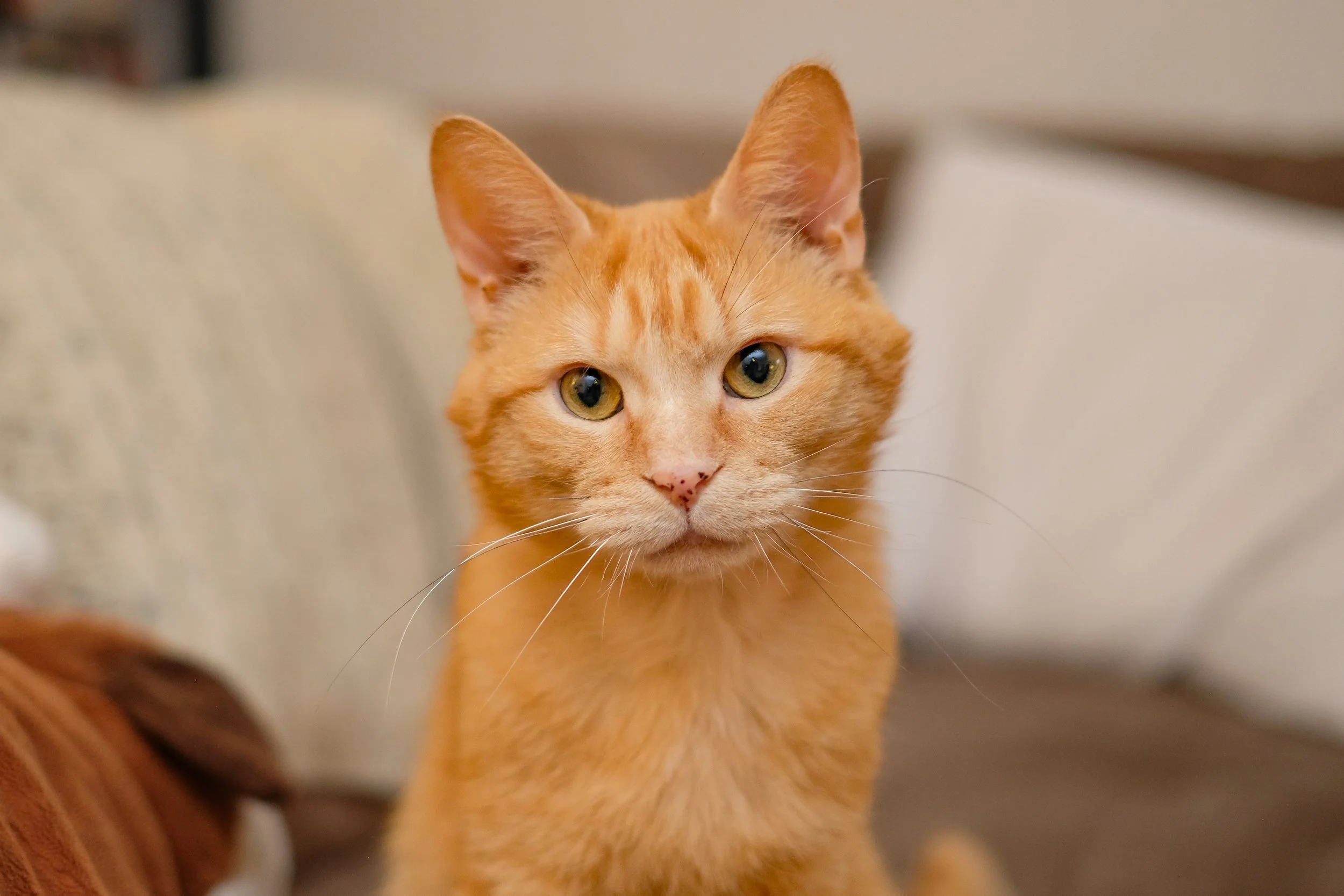 Close-up of an orange tabby cat with green eyes sitting on a couch.