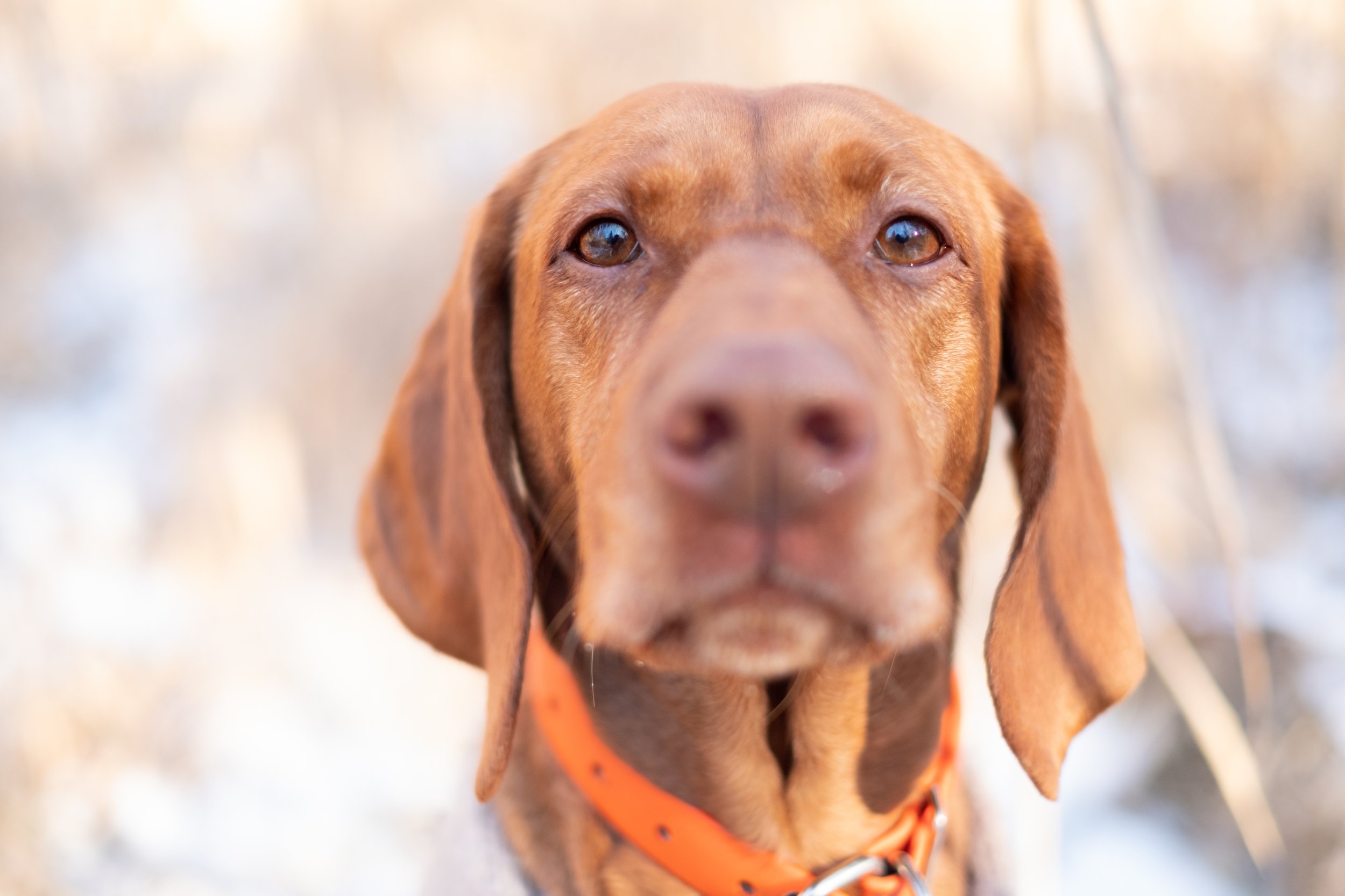 Close-up of a brown dog with floppy ears and an orange collar, looking directly at the camera.