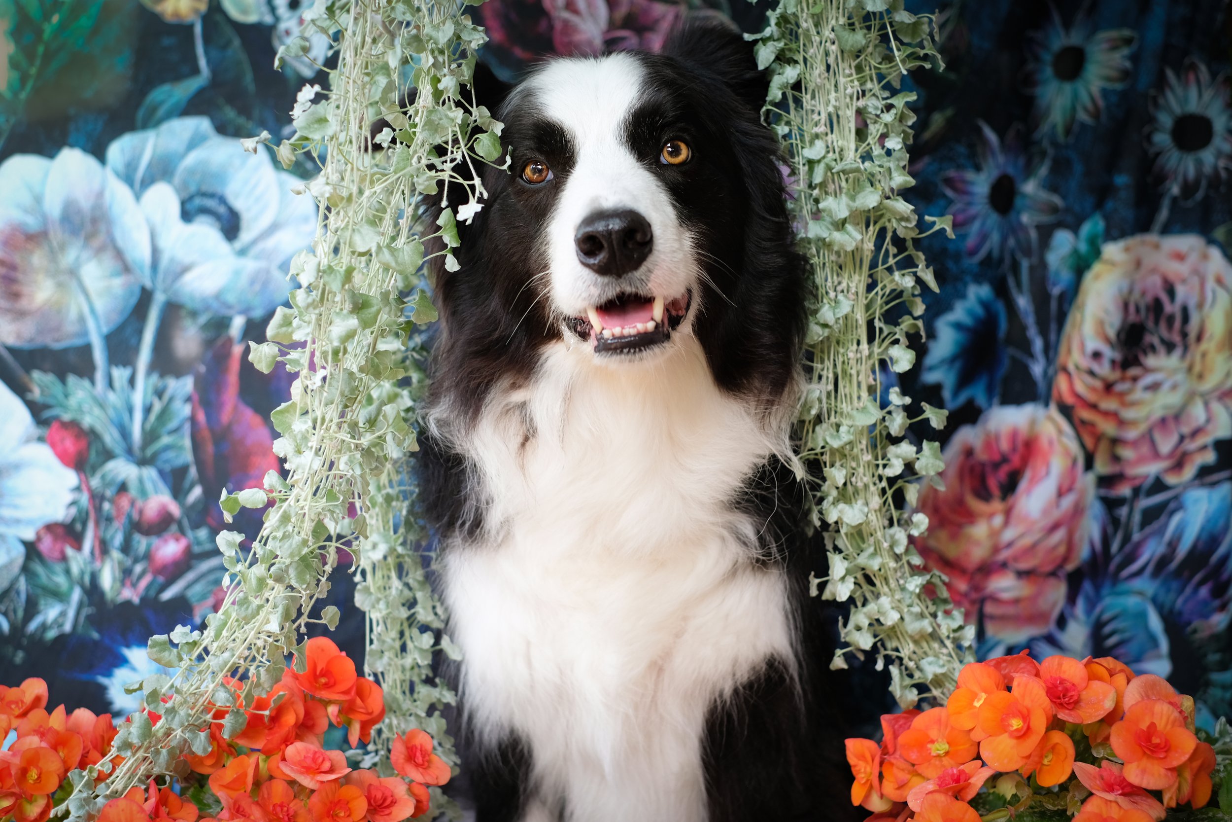 Black and white dog with brown eyes surrounded by colorful flowers and greenery.
