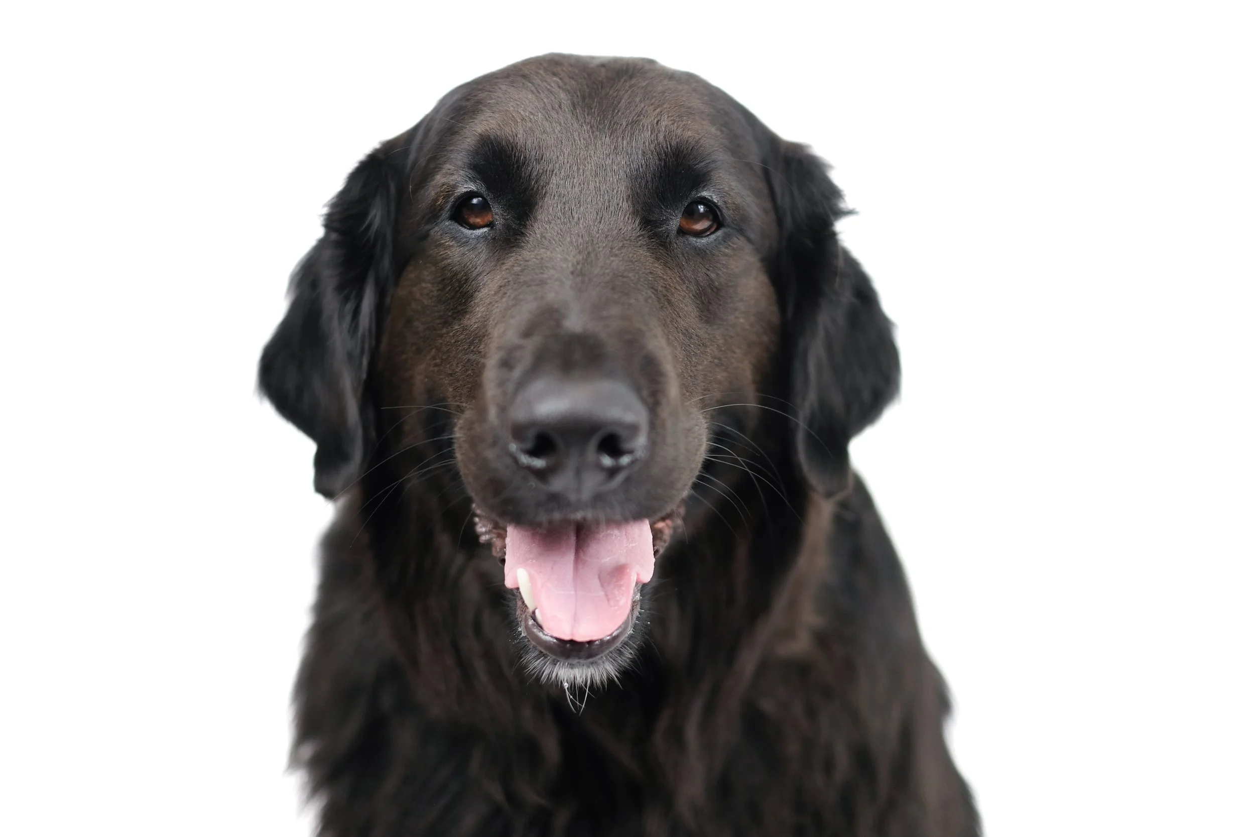 Close-up of a happy black retriever dog with tongue out on a white background.