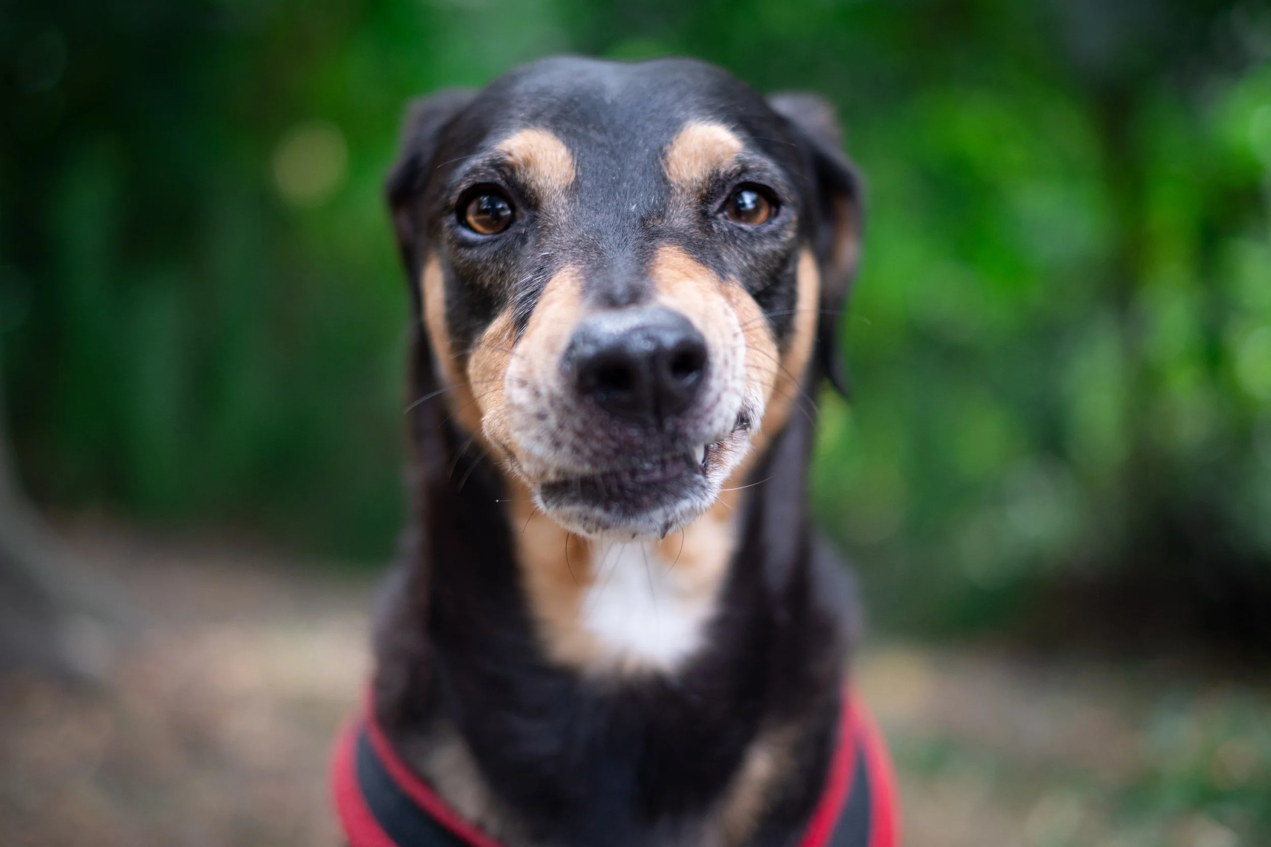 Close-up of a black and tan dog wearing a red harness outdoors with a green, blurred background.