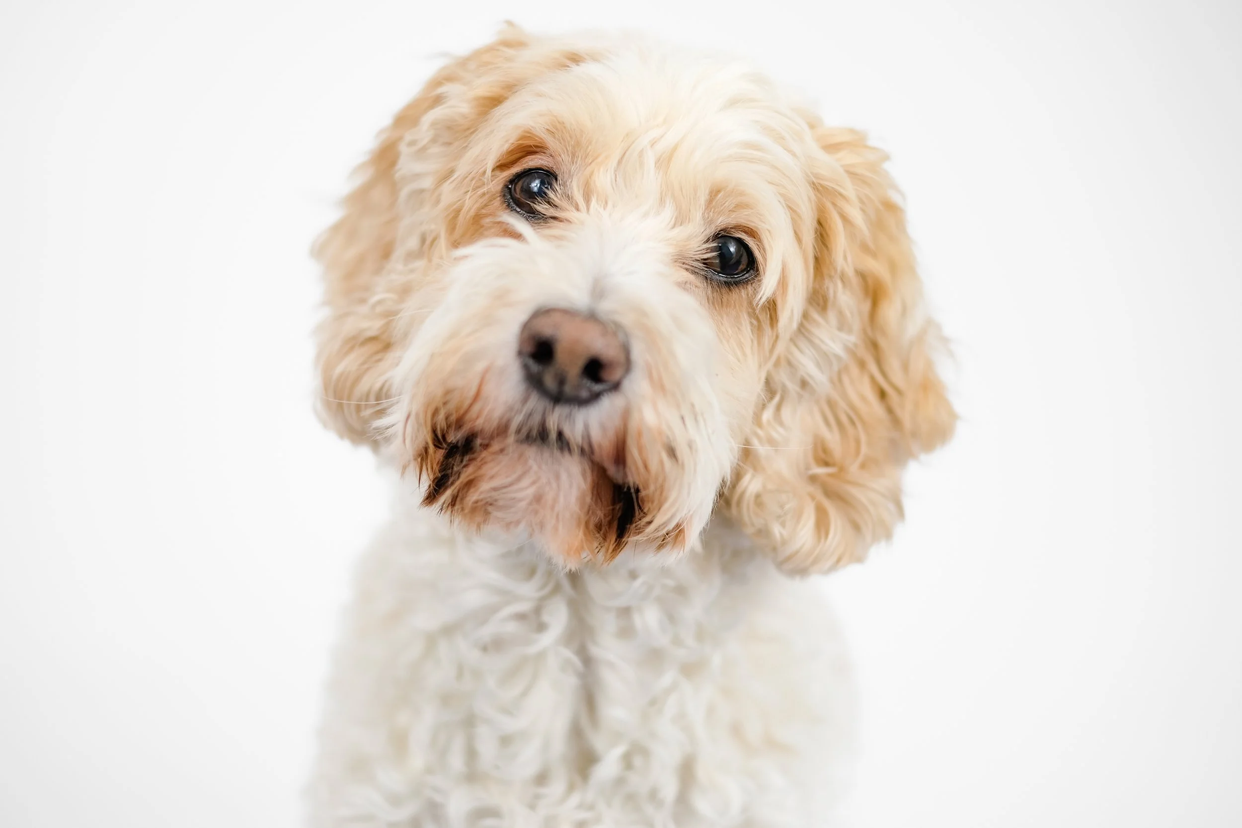 A close-up of a cream-colored, curly-haired dog with floppy ears and dark eyes, facing forward on a white background.