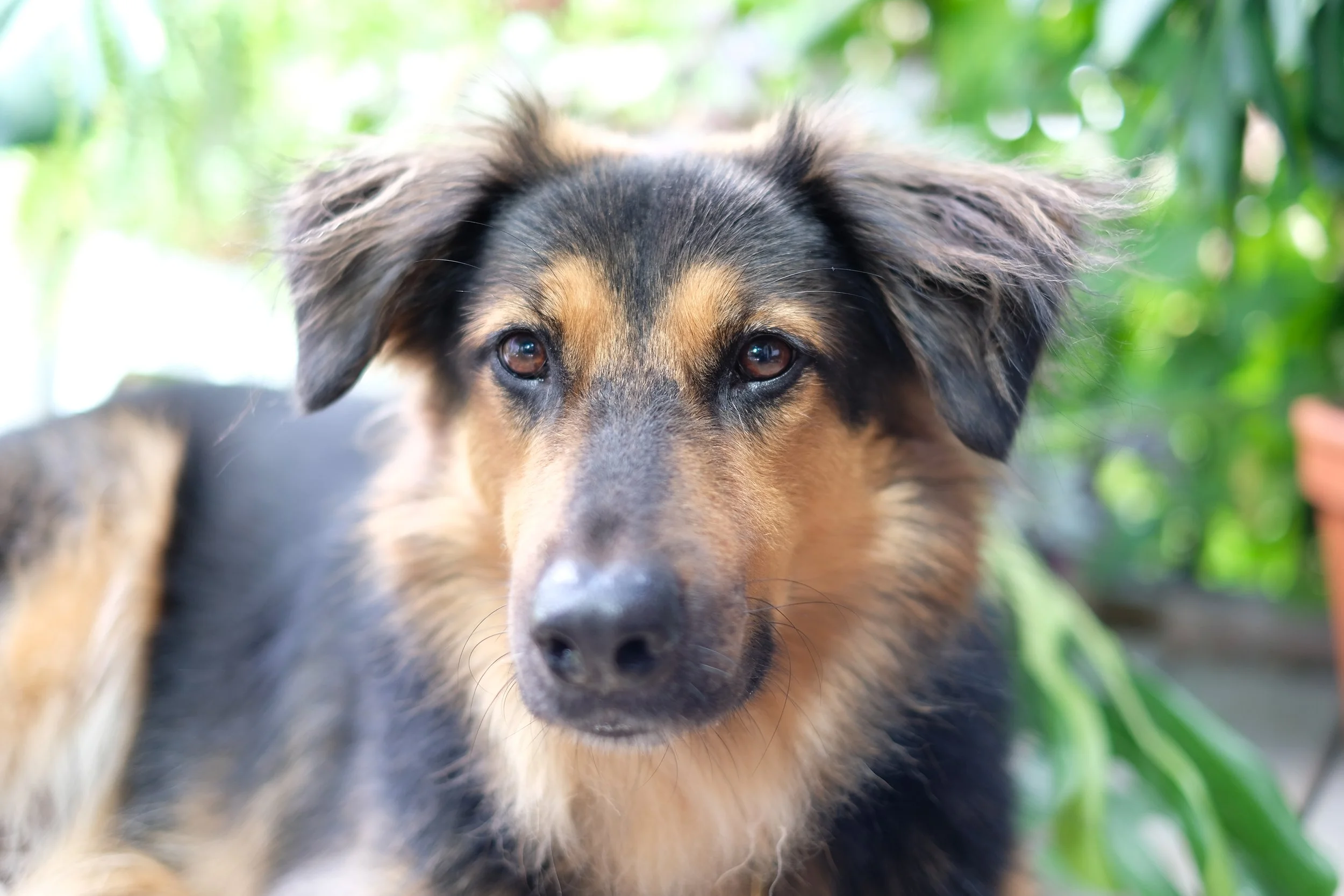 Close-up of a mixed breed dog with black and tan fur, brown eyes, and alert ears, lying outdoors with green foliage in the background.