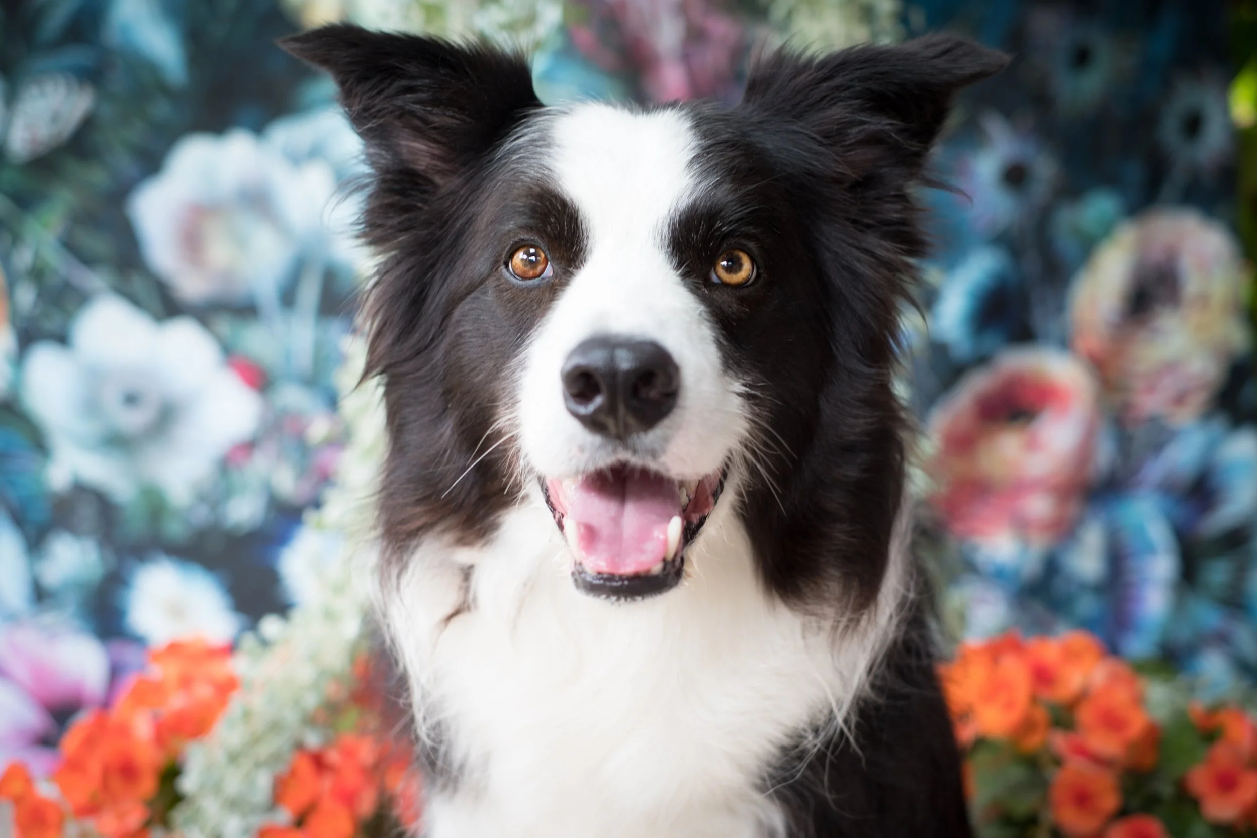 Close-up of a black and white Border Collie dog with a cheerful expression, surrounded by colorful flowers and green foliage.