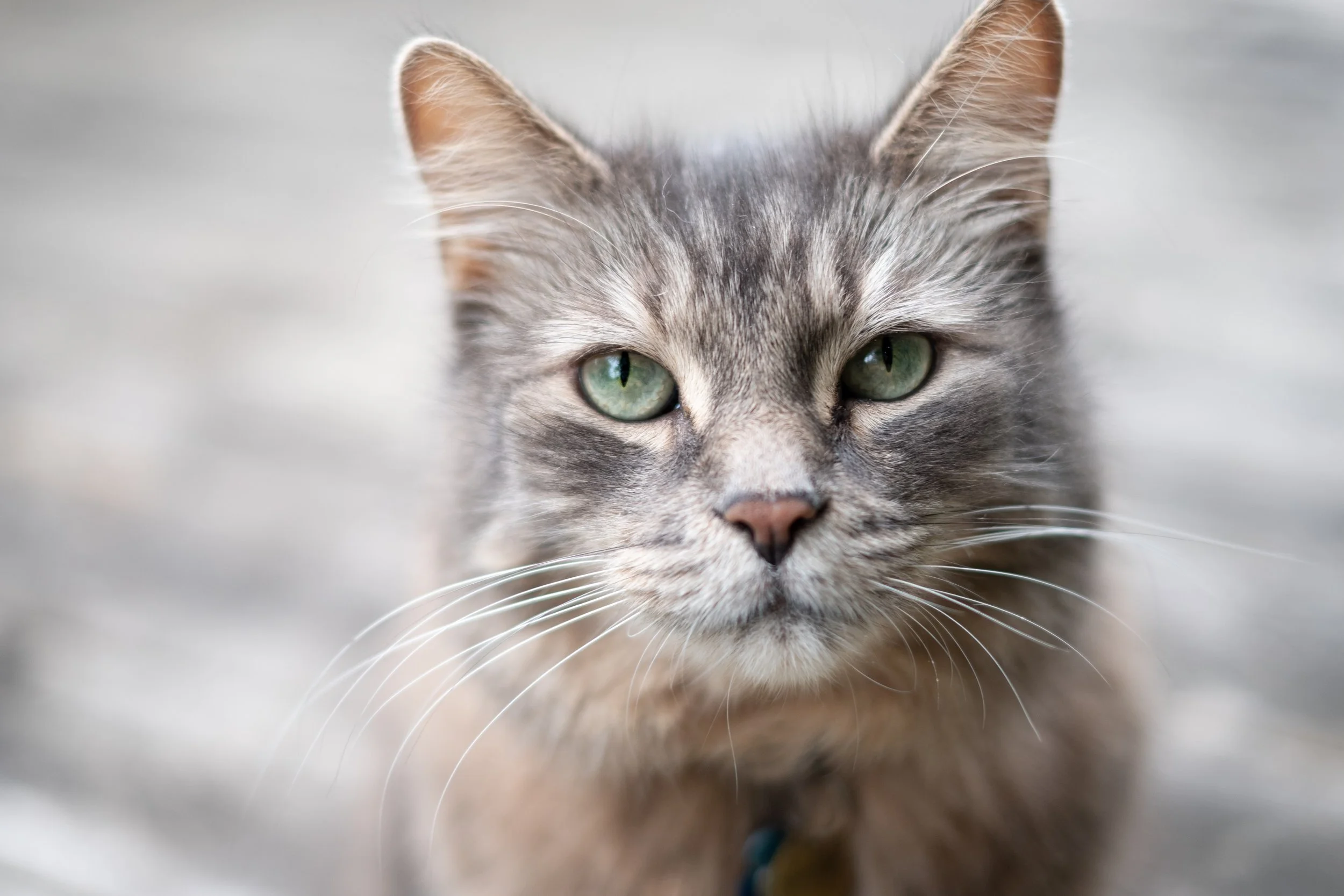 Close-up of a gray tabby cat with green eyes, facing forward.