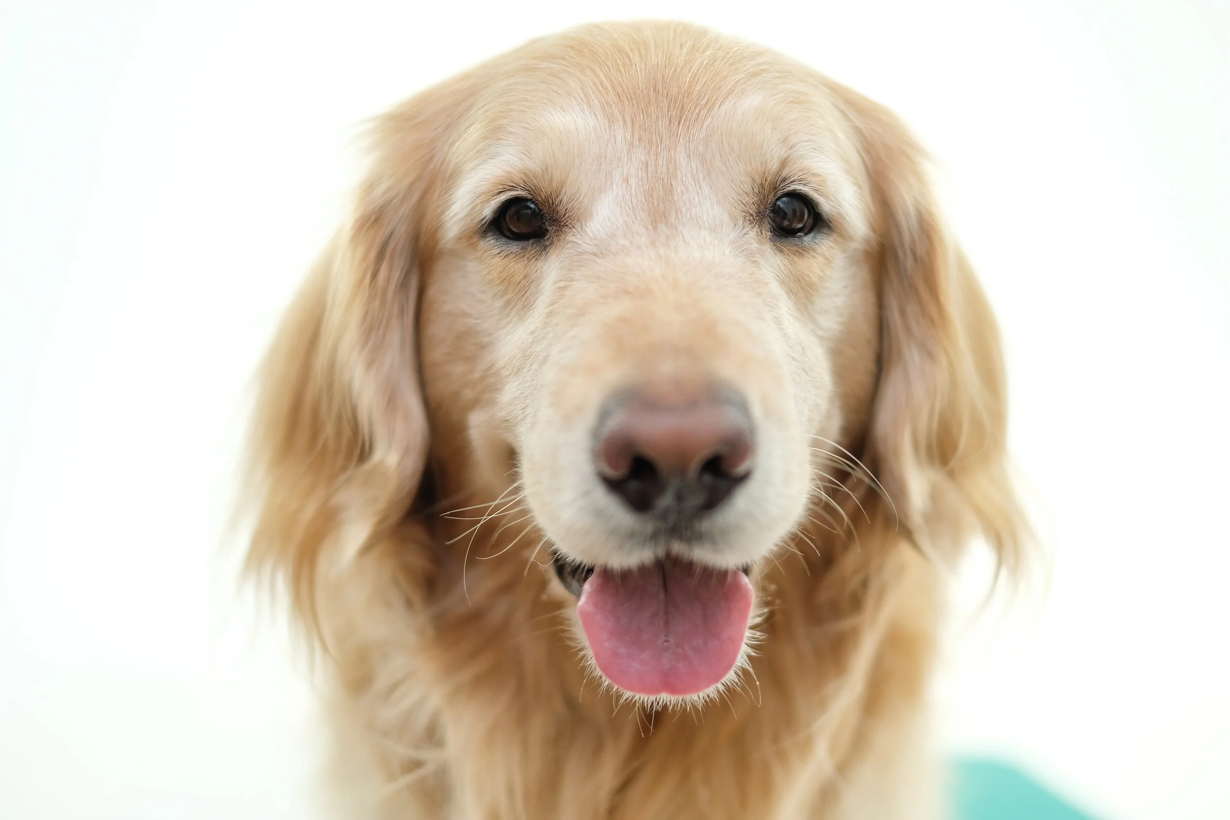 Close-up of a golden retriever's face with a smiling expression, pink tongue slightly visible, and bright eyes, against a white background.