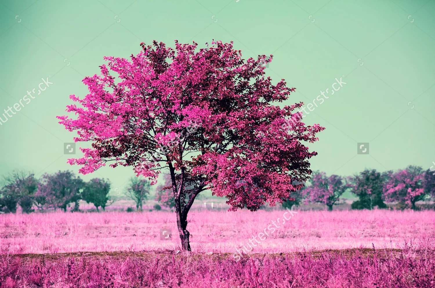 infrared-landscape-with-alone-tree-in-the-field-302905538.jpg