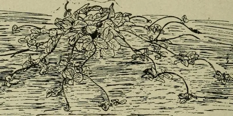 Telling Our Stories: Regional Seedkeeping and Foodways